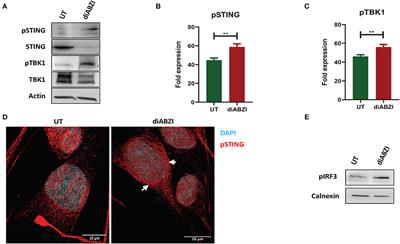 Pharmacological STING Activation Is a Potential Alternative to Overcome Drug-Resistance in Melanoma